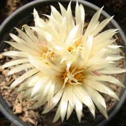 Notocactus